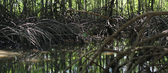 Read more about the article Sierpe Mangroves