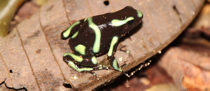 Read more about the article Night Walk