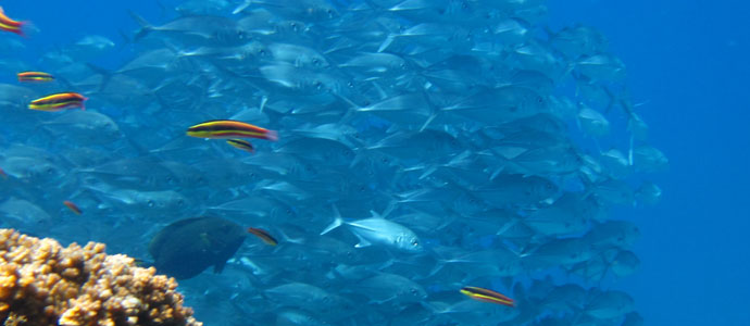 Read more about the article Reserva Biológica Isla del Caño