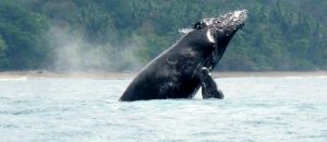 Read more about the article Whale Watching Osa Corcovado Costa Rica
