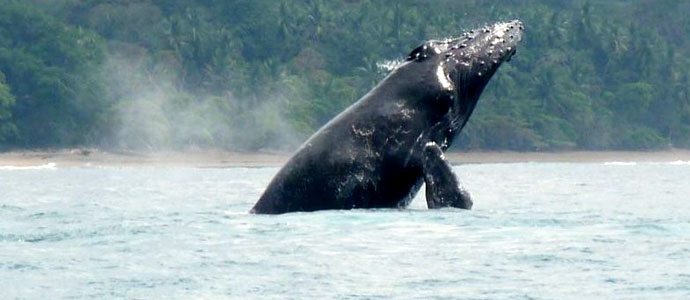 Read more about the article Whale Watching Osa Corcovado Costa Rica