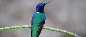 Read more about the article Birdwatching