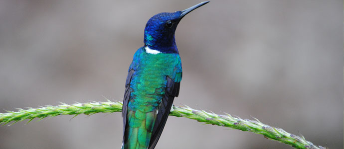 Read more about the article Birdwatching