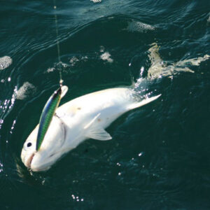 Fishing Tour