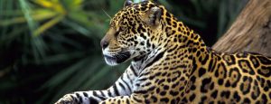 Read more about the article Jaguars in Corcovado