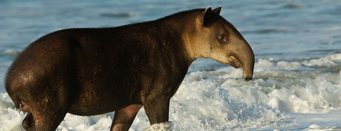 Read more about the article What is a Tapir