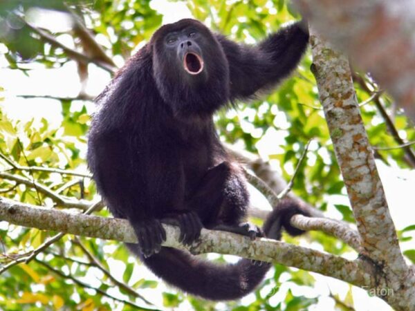 Corcovado National Park Tour - Image 3