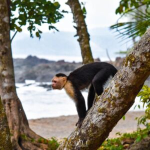 Corcovado National Park Tour