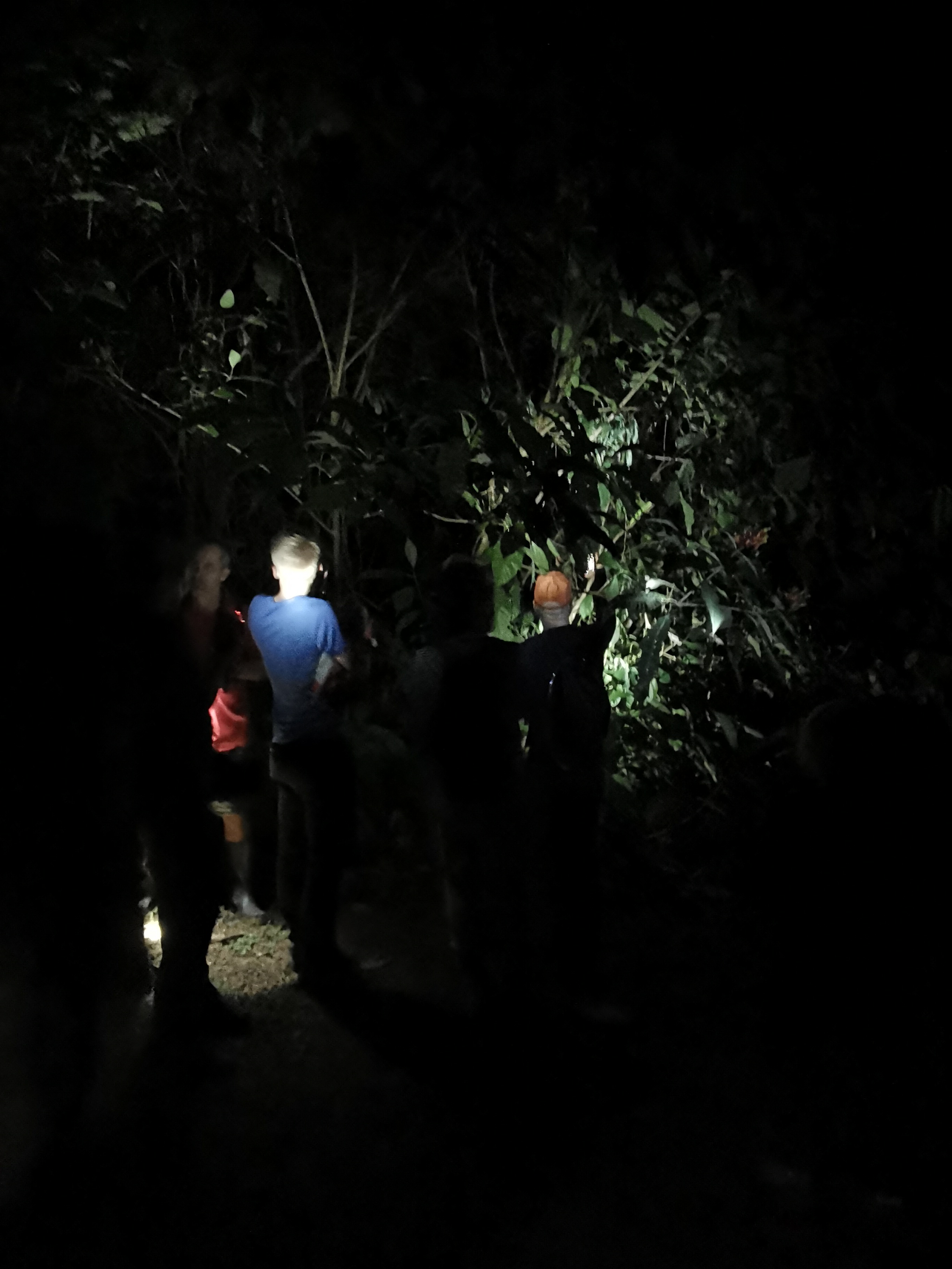 Night Walk Tour
