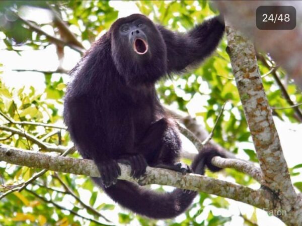 Corcovado National Park Tour - Image 5