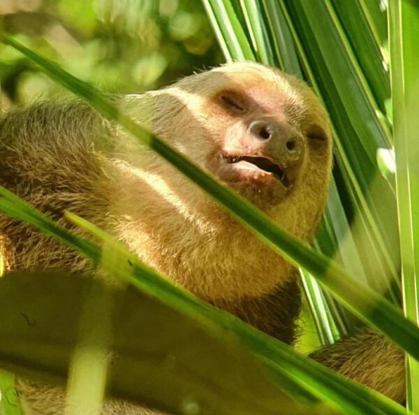 Corcovado National Park Tour - Image 8