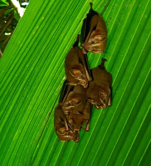 Corcovado National Park Tour - Image 9