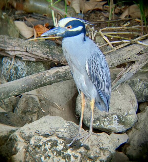 Corcovado National Park Tour - Image 10