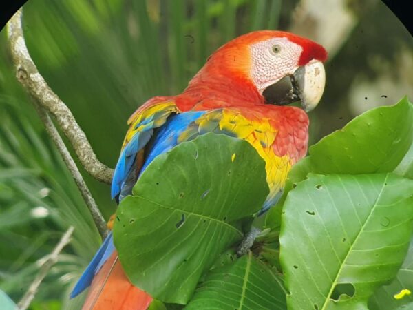 Corcovado National Park Tour - Image 11