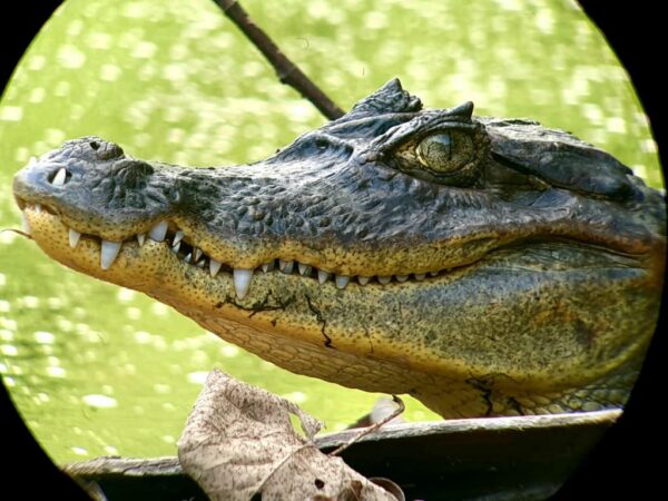 Corcovado National Park Tour - Image 12